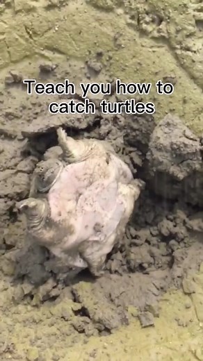 Turtle Catching: Tips and Tricks for Fishing Planet