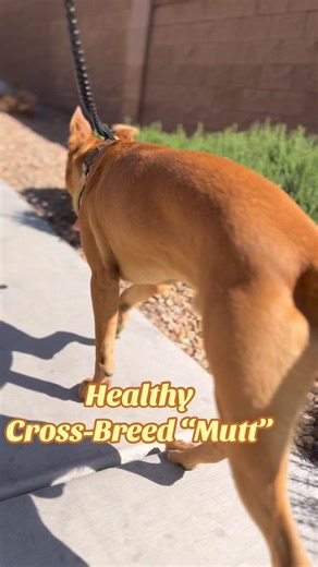 Spring Dog Training(FULL VID ON YT) Do your dogs workout? Pt.6 #cwhite #bsd #bullherder #DogTraining