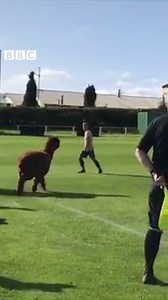 An unusual pitch invader interrupted a football match in West Yorkshire yesterday... Read more here: https://bbc.in/33EOYak | BBC Yorkshire
