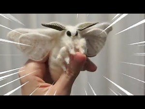 Cute moth compilation
