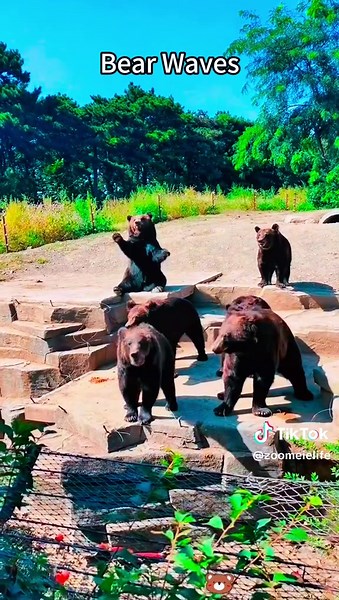 The bear is waving at me！ #bear#bears#funnybear#cat #cats#synchronization#cutecat #catlover #catsoftiktok #fyp ##funny #funnycat #foryou#funnyanimals#kitty #dog