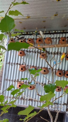 Natural birds aviary 🦜🐦 Birds Singing Sounds #birds #parrots #pet | Sunny Bangladeshi