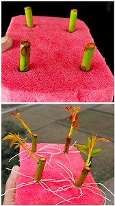 2.3K views · 12 reactions | How to Grow Roses From Cuttings Fast and Easy | Rooting Rose Cuttings //#share #flowers #reelsvideoシ #gardening #short #gadening #viralvideo #shortsvideos | Amd MultiMedia | Facebook