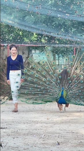 Jewels of the Farm: The Symbolism of Peacocks in China 👀