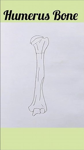 Humerus Bone Diagram//How To Draw Humerus Bone Easily//Humerus Bone #shorts #youtube #humerus #bone
