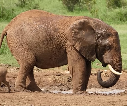 True Facts About Elephants