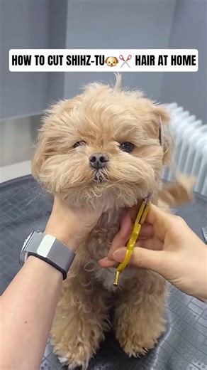 how to cut shih-tzu hair at home #dog #shihtzu #doggroomingtips #grooming #pets