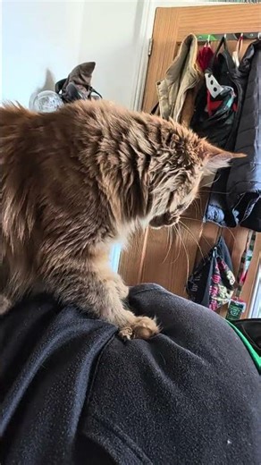 mei using me(human) as pillow