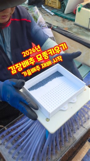 김장배추 모종키우기 가을배추 파종 괴산절임배추 재배 시작 배추재배방법 #shorts
