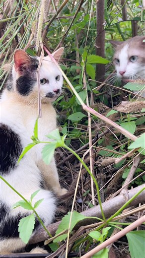 Anh đến không phải để từ bỏ, mà để nghiêm túc thêm em vào giỏ hàng 🫶 #dotocdo