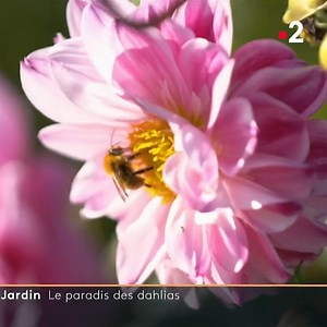 Le Château de la Bourdaisière, paradis des dahlias (et des beaux bouquets) 💐😍 Philippe Collignon vous fait la visite et vous explique comment en faire pousser en fin de vidéo ⤵️ | Télématin