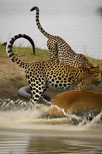 Who Will Win: The Leopard or the Giant Snake? 🐆🐍#shorts #wildanimals