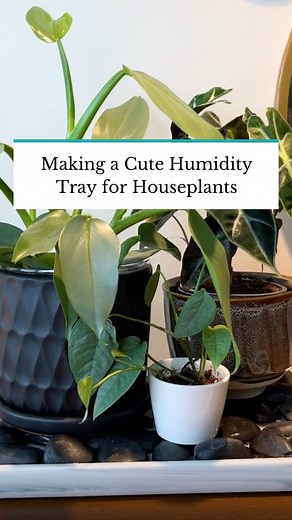 Jenny shares how to make a humidity tray for houseplants to help keep humidity-loving plants thriving and growing indoors. This DIY project is an easy and affordable way to increase humidity for plants. Tap the link in our bio to read more about making an effective pebble tray for your indoor plant collection.🪴 #TheSpruce #houseplants #garden #tipsandtricks #plantlover #diy #homeproject #indoorplants #humidity | The Spruce