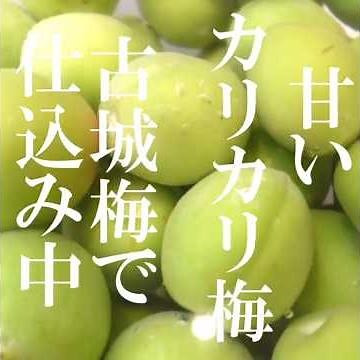 あるナースの夜中の梅しごと・古城梅で甘いカリカリ梅仕込み中