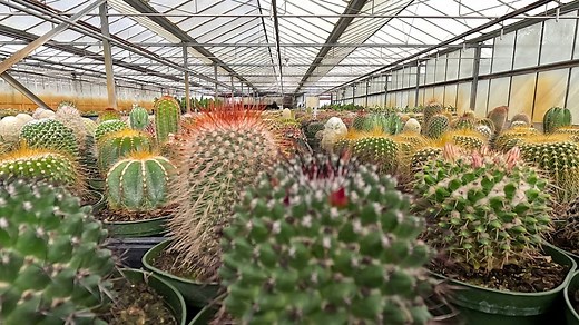 Apopka nursery grows thousands and welcomes cactus lovers everywhere