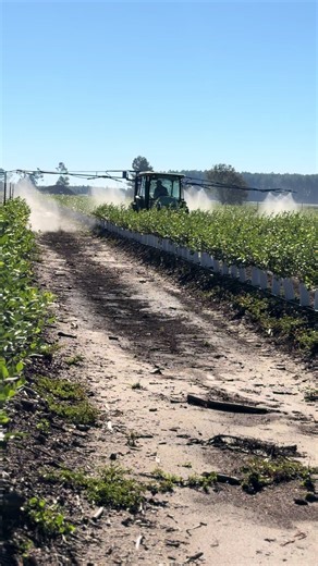 Blueberry farm tour: growing, harvesting, and tips