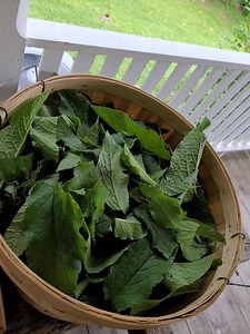 20 reactions · 4 comments | COMFREY Leaf freshly harvested - it's beautiful.. Dried Comfrey available on our site under Single Dried Herbs  www.stonehouseholistics.com | StoneHouse Holistics | Facebook