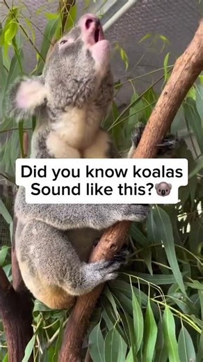 “Koalas look soft… but their voice sounds like a monster!”