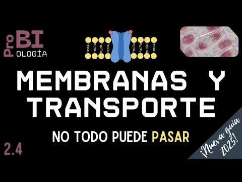 2.4. MEMBRANES AND MEMBRANE TRANSPORT (MT) Topic B2.1 | MEMBRANES AND TRANSPORT (SL) IB BIOLOGY