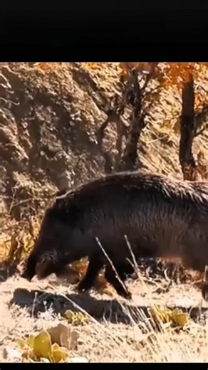 Ultimate Wild Boar Hunting in USA | Epic Hunting Action & Best Shots BoarHunting #WildBoar #Hunting