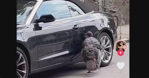 Wild turkey seen on video attacking car in Boston