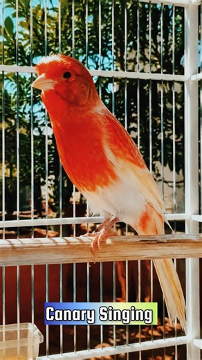 Best Canary Training | Canary Singing #galerikenariindonesia #birdsinging #canary #kenari3in1