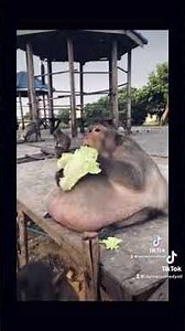 Overweight Monkey
