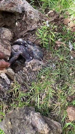 Giant Coconut Crab Found Hiding in Tree! 🥥🦀