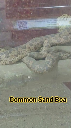 Common Sand Boa