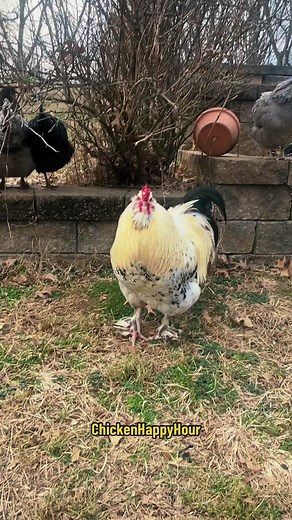 2.2M views · 15K reactions | Not fat…just a hot n spicy chicken  #rooster #chickens #chickensofinstagram #backyardchickens #funnyanimals #cute #comedy #hotchicken #chickenhappyhour | Chicken Happy Hour | Facebook