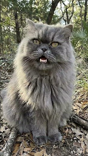 BESTIES I'M LOST (BUT WINNIE CAME THROUGH?) #cat #meme #shorts