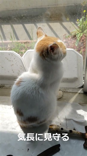 ♪シマちゃんの健康雑記 ④ ビオフェルミン万能ではないが免疫力向上！