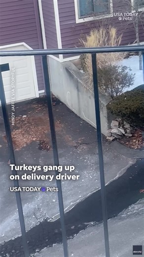 A UPS driver had to get creative (and athletic) to deliver packages as wild turkeys chased him from house to house.