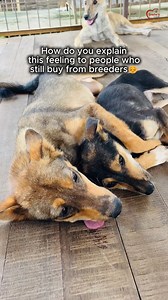 Every puppy we see at a pet shop reminds of infinite dogs waiting for a forever home at our shelter. 🐕 No matter the breed, love is love.❤️ Why differentiate your love for dogs when we've always learned to never discriminate. Why? is the only question we ask.😓 #loveislove #adoptdontshop #loveall #communitydog #snehascare | Sneha's Care