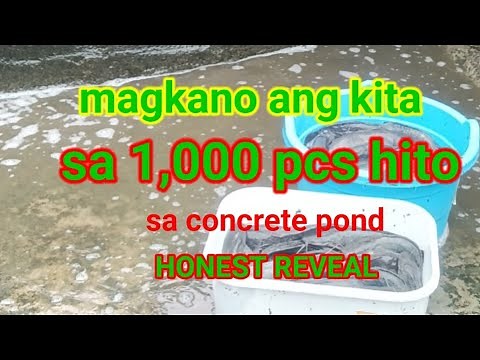 Paano mag-alaga ng hito sa concrete pond.