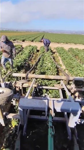 Agriculture Revolution: High-Efficiency Cabbage Harvesting & Logistics!