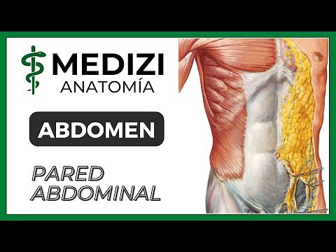 Anatomía del Abdomen - Pared abdominal (MÚSCULOS Y VAINAS)