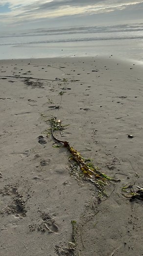 Popping sea balls and jellyfish rescue! #animals #nature #wildlife | sea balls