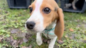 10 NOUVEAUX CHIOTS DE LABO POUR LA NOUVELLE ANNÉE ! 🥳2023 commence comme un conte de fées pour ces jeunes beagles âgés de 5 mois destinés à l'expérimentation animale: nous venons de les sauver de l'euthanasie. Quand un labo nous apelle en urgence, on ne dit pas non, on dit oui à la vie, même s'il y a déjà du monde à la Maison. Il suffit juste d'un peu d'organisation 😳 Première précaution et complication: ne pas mélanger les 5 femelles et les 5 mâles qui ne sont pas encore stérilisés. Virginie,