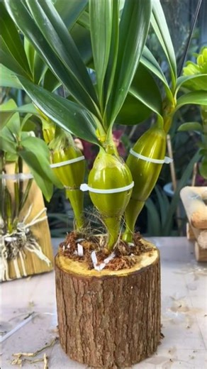 Best Learning Simple Method how to propagation dendrobium orchid plants on wood #short 🌵