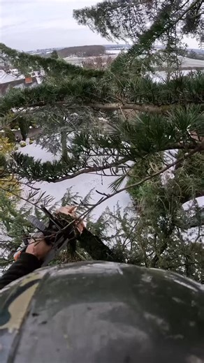 18 reactions · 27 shares | Arborist POV come and watch this Damaged Cedar repair, removing all hung up branches and deadwood If you have any damaged trees/hedges don’t hesitate to drop us a message or call for any questions  For any inquiries or to request a free no obligation quote, please send us a message or give us a call  Jack - 07771477052 | Shire Oak Tree & Garden services | Facebook