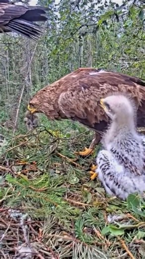 984K views · 12K reactions | [ E#130 ] - Review bird nest family daily life in their nest | Review mother birds bring food to feed her chicks in the nest!! #reviewbirdnest #birdslover #naturelovers #birdsounds #birdschirping #birdsofinstagram #birdlife #birds #birdswatching #birdsnest #wildbirdsphotography #birdsforest | Bird Plus Nature | Facebook