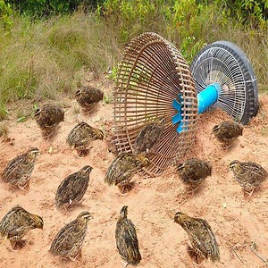 349K views · 3.9K reactions | How To Make Bird With Water Pipe Work 100% ❤️  | Creative Traps | Facebook