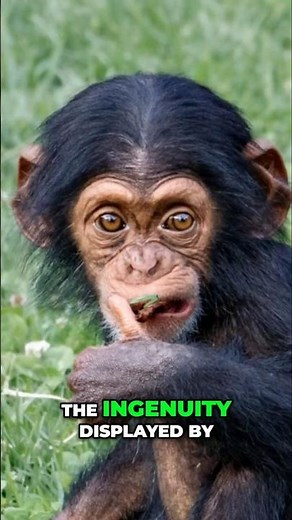 Chimpanzees: Nature’s Most Ingenious Tool Users