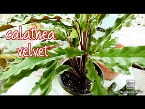 One of the Most Beautiful Calathea: Velvet Calathea or Calathea Rufibarba / Propagation and Care