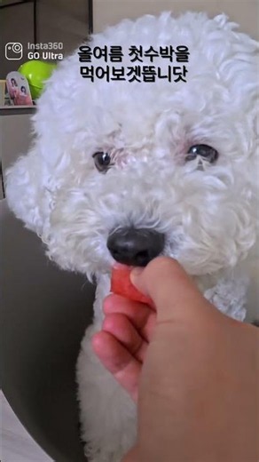 Ep65. 올 여름 첫 수박🍉