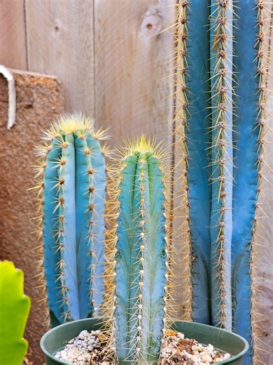 Blue Torch Cactus – Exotic Columnar Succulent, Hardy & Easy Care - Etsy