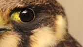 Falcon eye close-up. Eurasian hobby . It's noted birds have a...