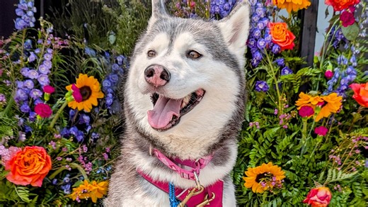 It's a beautiful day for a festival! 🌸🐾 Join Snow Dogs Vlogs as we take our three Siberian Huskies—Memphis, Kira, and Eleanor—on a special trip to the 2nd Annual Flower Festival in our hometown of Downtown Alpena, Michigan! | Snow Dogs Vlogs