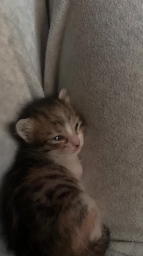 Why Cats Won't Stop Crying